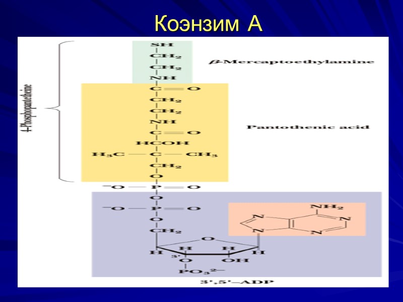 Коэнзим А Коэнзим А